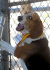 Buddy XIV