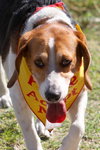Buddy XIV