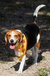 Buddy XIV