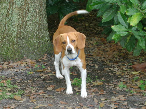 Scout (fka Chase IV)
