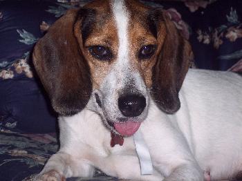 Suzie II
