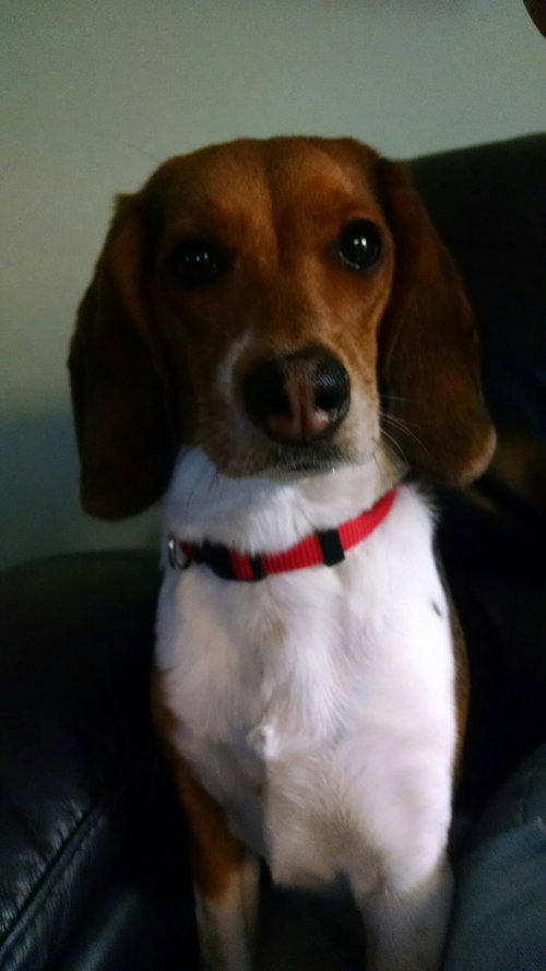 Clementine