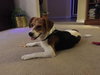 Bandit III