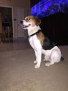 Bandit III