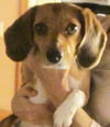 Roxy IV