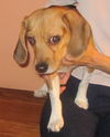 Roxy IV