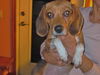 Roxy IV