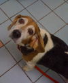 Rosie II
