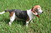 Rosie II