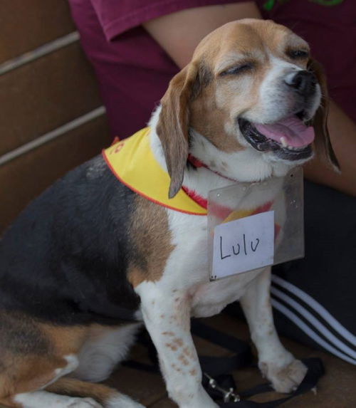 Lulu III