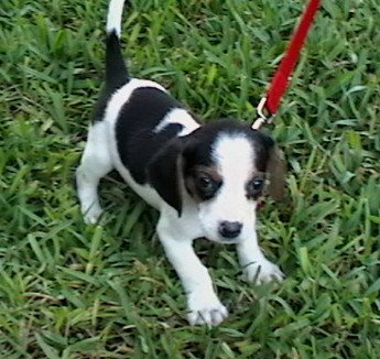 Meg Pup #1 Male