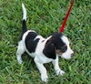 Meg Pup #1 Male