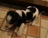 Meg Pup #1 Male