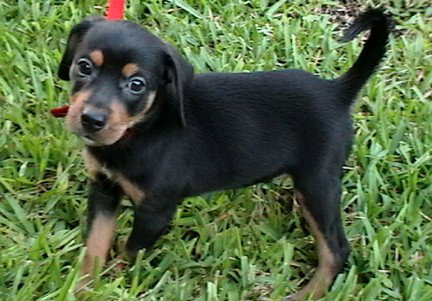 Meg Pup #2 Male