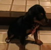 Meg Pup #2 Male
