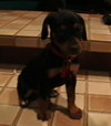 Meg Pup #2 Male