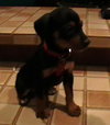 Meg Pup #2 Male
