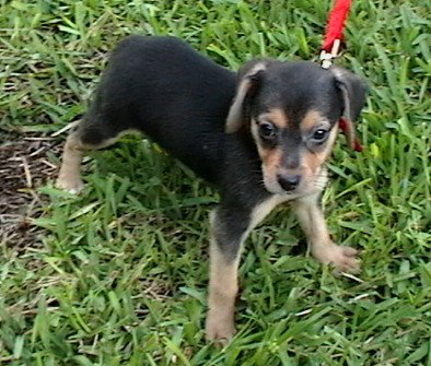 Meg Pup #3 Female