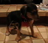Meg Pup #3 Female