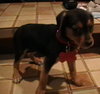 Meg Pup #3 Female