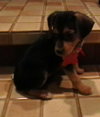 Meg Pup #3 Female