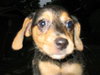 Meg Pup #3 Female