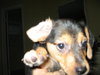 Meg Pup #3 Female
