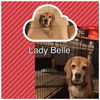 Lady Belle