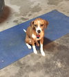 Maple