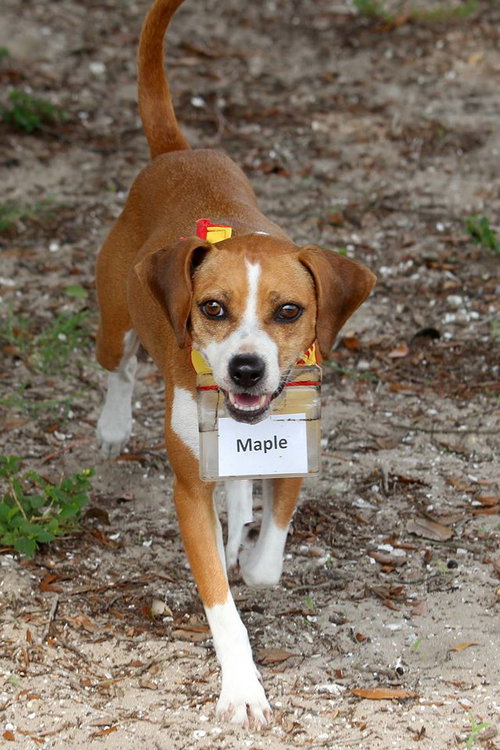 Maple
