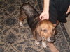 Poochie