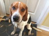 Doogie