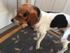Doogie