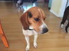 Doogie