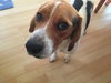 Doogie