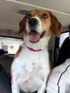 Chester III