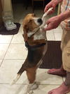 Chester III