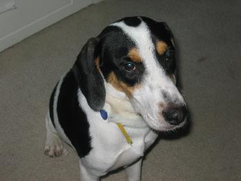 Brutus