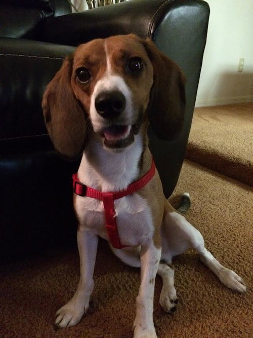 Buster Brown