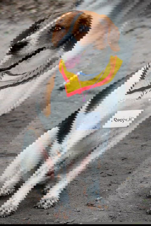 Percy II