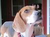 Adeline