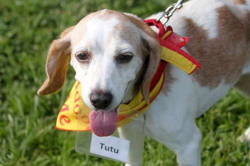 Tutu