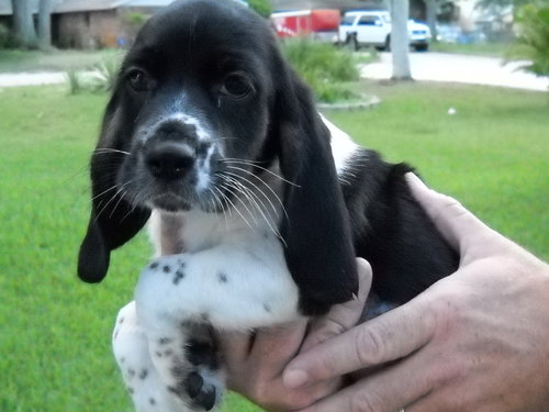 Chubbs