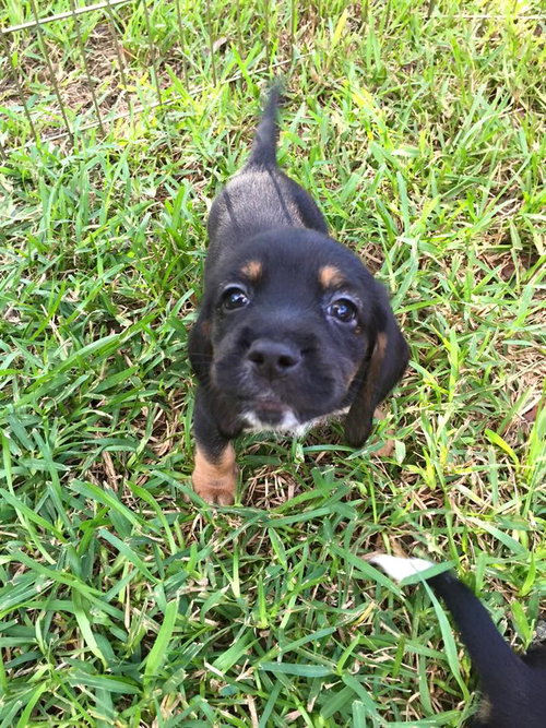 Popeye