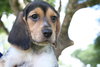 Winnie's pup-Ariel