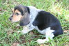 Winnie's pup-Ariel