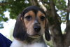 Winnie's pup-Ariel