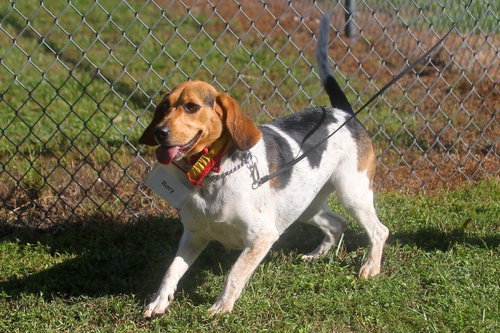 Winnie's pup-Ariel