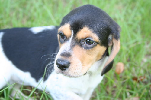 Winnie's pup-Jasmine
