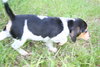 Winnie's pup-Jasmine
